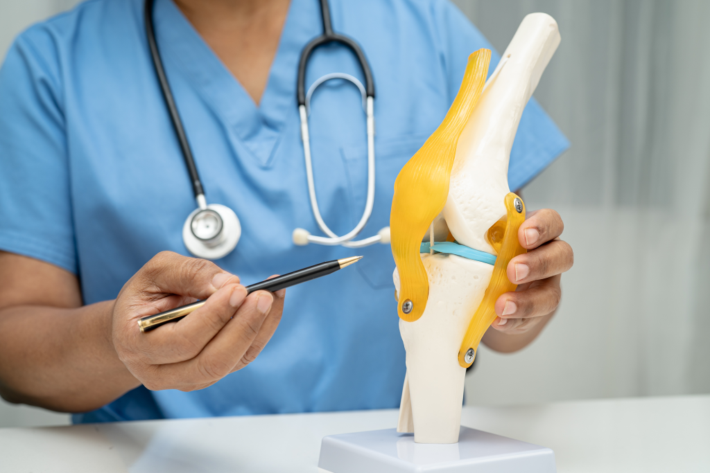Surgeon using a pen to point to ligament in a model of a knee joint